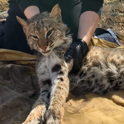 Gorman with a bobcat